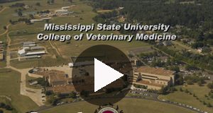 Mississippi State Veterinary Students Perform Surgeries at Local Shelters slideshow