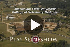 Mississippi State Veterinary Students Perform Surgeries at Local Shelters