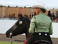 America???s breed comes to Oklahoma City morgan horse