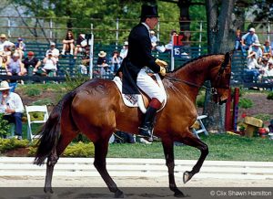 Horse quarter mark gallery 08