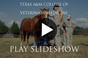 The College of Veterinary Medicine at Texas A&M Offers Experience