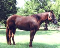 Horse voting contest article viewbio Smokin On A Star