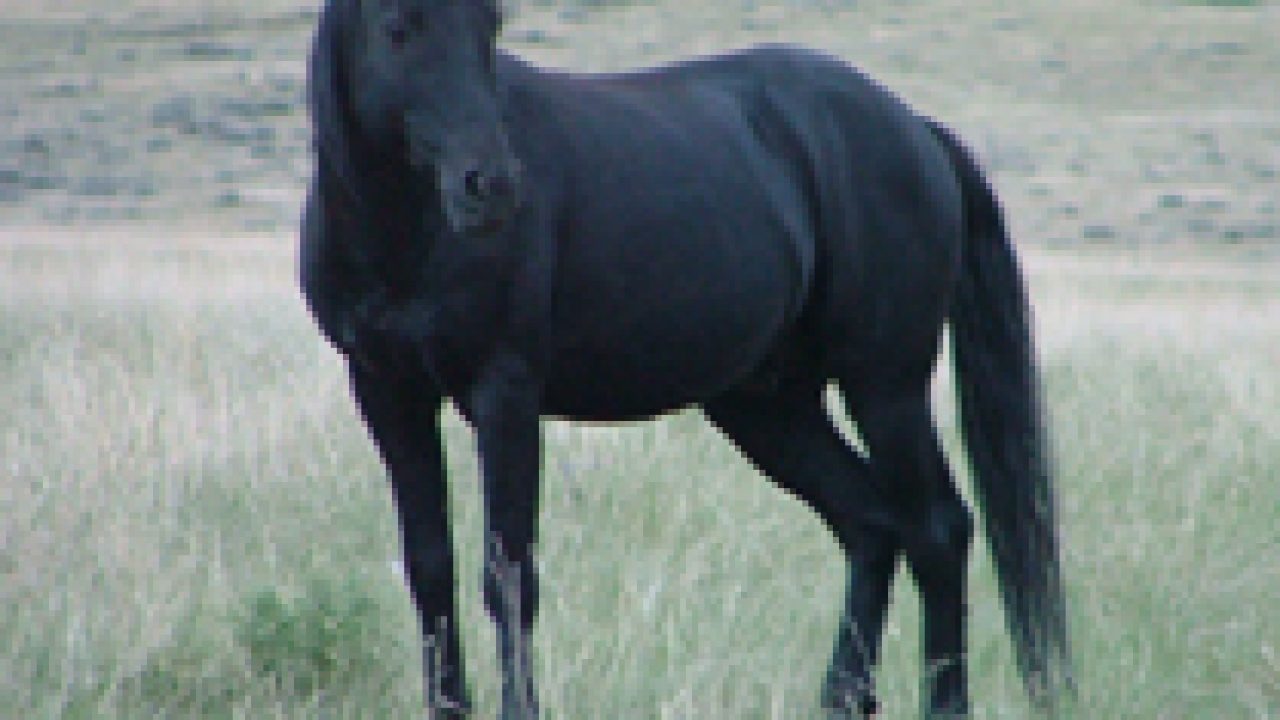 Black Mustang Horse