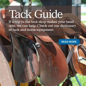 English Horse Training