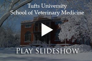 Tufts University Maintains Strong Regional Appeal