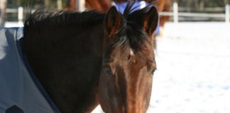 Blanket Central WinterQH