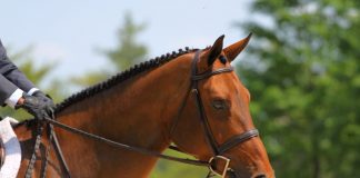 circuit hunter headshot