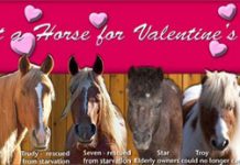 Virtual Adoption adopt vday