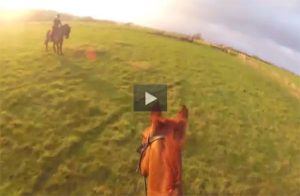 This Week in Horses – November 21, 2014