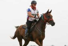 DA Al Capone+// Named AHA Distance Horse of the Year aha cheryl