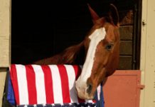ACTHA’s Ride to Remember raises over $22,000 for Horses for Heroes-NM Inc. american flag horse