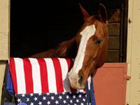 Grant will fund research into equine-assisted therapy for veterans american flag horse