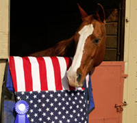 american flag horse