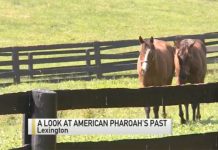 Happy Birthday, American Pharoah! american pharoahs past video