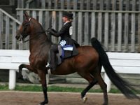 american saddlebred equitation