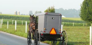 amish buggy