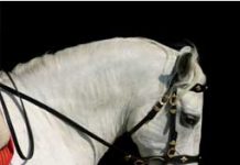 IALHA National Championship Horse Show Begins October 16 andalusian horse