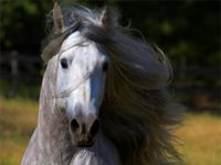 The Horse exhibition to open at the International Museum of the Horse andalusian gray