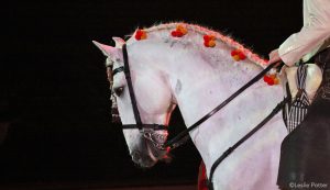 Baroque Horse Breeds: The Andalusian, Pura Raza Española (PRE) and Lusitano