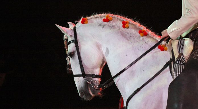 andalusian horse headshot