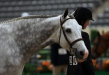2011 Alltech National Horse Show wrap-up anhs