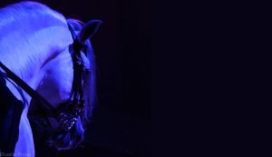 Baroque Horse Breeds