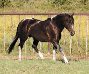 American Paint Horses: Color Me Smart