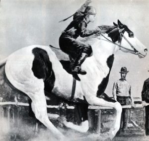 American Paint Horses: Painted Joe