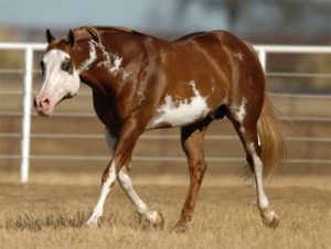 American Paint Horses: Zippos Sensation