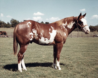 apha tuff cat