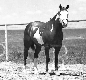 American Paint Horses: Wahoo King