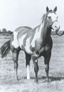 American Paint Horses: Yellow Mount