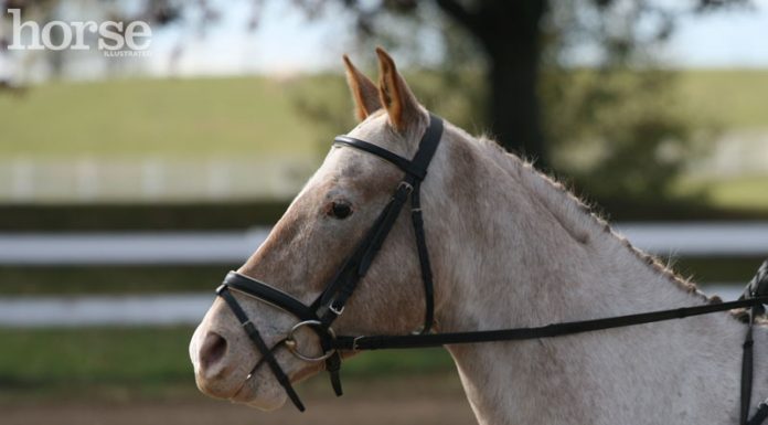 appaloosa dressage head