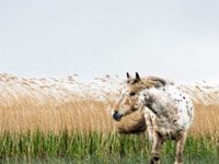 Color Breed Congress celebrates horses of a different color appaloosa field
