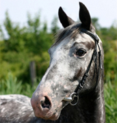 appaloosa headshot