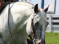 Appaloosa World Championship Horse Show begins today appaloosa western
