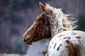 Recognizing Learning Ability in Horses