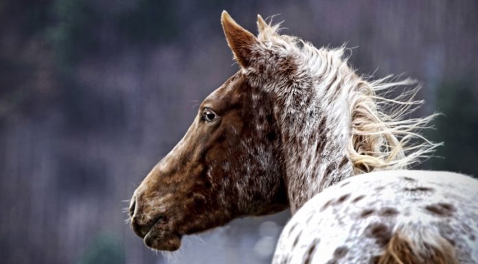 Appaloosa horse in winter