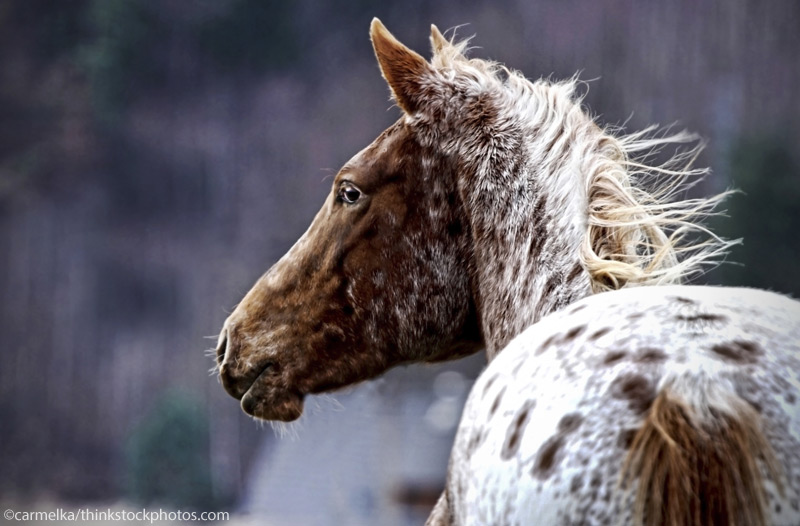 The Ideal Series - Appaloosa