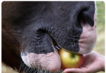 horse eating apple