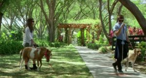 New Film Shines the Spotlight on Horses as Guide Animals