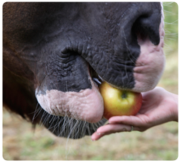 horse eating apple