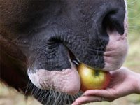 Feeding fruit to an insulin-resistant horse apple
