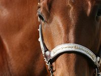 American Quarter Horse Association World Show under way aqha closeup