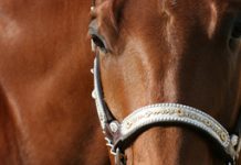 aqha closeup