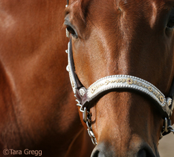 aqha closeup