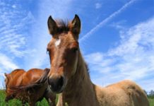 The AQHA Reaches 5 Million aqha foal