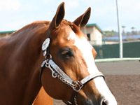 aqha sorrel
