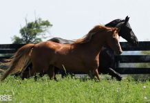 arabian and friesian