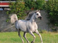 arabian canter